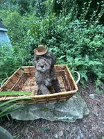 Mr.twix, a male Labradoodle and Poodle - Standard  for sale in Gastonia, NC – 8 of 10