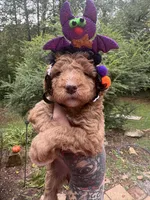 Prissy pants, a female Miniature Goldendoodle for sale in Gastonia, NC – 7 of 10