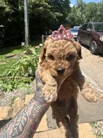 Rema toy/micro, a female Poodle - Toy  and Miniature Goldendoodle for sale in Gastonia, NC – 3 of 7