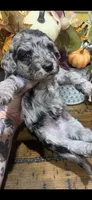 Blues clues, a male Miniature Goldendoodle for sale in Gastonia, NC – 3 of 4