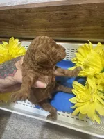 Red runt toy/micro, a male Poodle - Toy  and Miniature Goldendoodle for sale in Gastonia, NC – 5 of 7