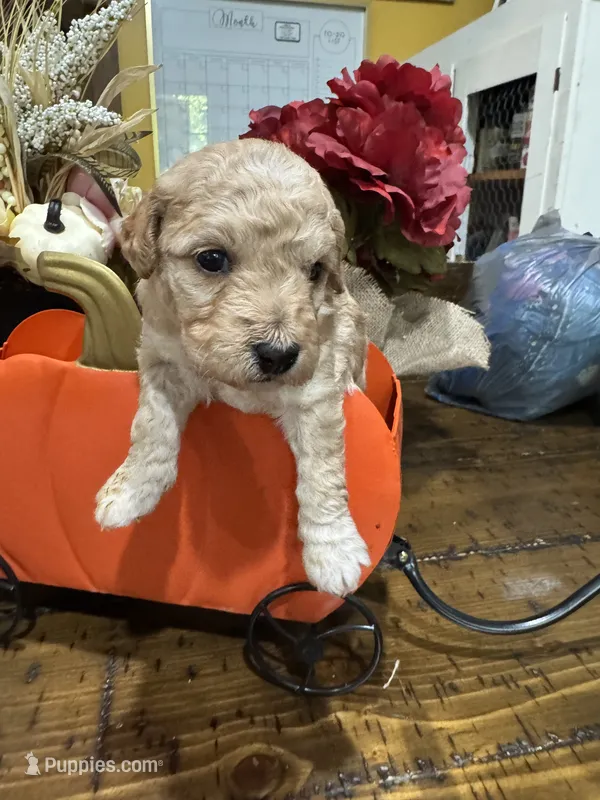Candi  – Miniature Goldendoodle puppy for sale in Gastonia, NC