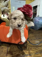 Candi , a female Miniature Goldendoodle for sale in Gastonia, NC – 1 of 5