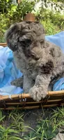 Lucky, a male Goldendoodle for sale in Gastonia, NC – 5 of 5