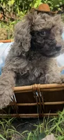 Rocko, a male Goldendoodle for sale in Gastonia, NC – 1 of 6