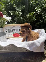 Cowboy toy/micro, a male Poodle - Toy  and Miniature Goldendoodle for sale in Gastonia, NC – 5 of 9