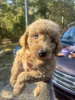 One blue eyed boy! (Rare), a male Miniature Goldendoodle for sale in Gastonia, NC – 9 of 10