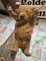 Crimson, a female Miniature Goldendoodle for sale in Gastonia, NC – 2 of 5