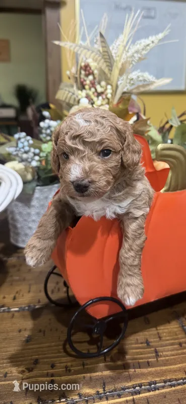 Prince  – Miniature Goldendoodle puppy for sale in Gastonia, NC
