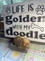 Riser, a female Miniature Goldendoodle for sale in Gastonia, NC – 5 of 6
