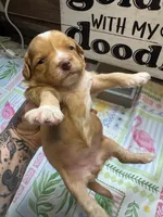 Rosey, a female Miniature Aussiedoodle and Miniature Goldendoodle for sale in Gastonia, NC – 2 of 4