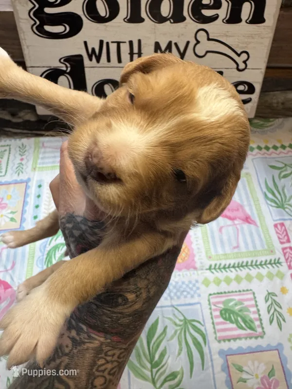 Rolo – Miniature Aussiedoodle, Miniature Goldendoodle puppy for sale in Gastonia, NC