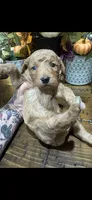 Scarecrow , a male Miniature Goldendoodle for sale in Gastonia, NC – 2 of 2