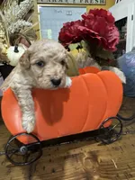 Candi , a female Miniature Goldendoodle for sale in Gastonia, NC – 3 of 5