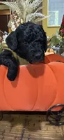 Black widow, a female Miniature Goldendoodle for sale in Gastonia, NC – 4 of 4
