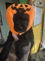 Pumpkin , a female Miniature Goldendoodle for sale in Gastonia, NC – 7 of 8