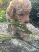 One blue eyed boy! (Rare), a male Miniature Goldendoodle for sale in Gastonia, NC – 7 of 10