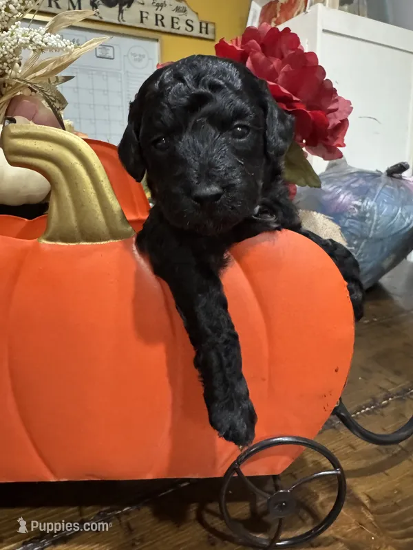 Raven – Miniature Goldendoodle puppy for sale in Gastonia, NC