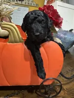 Raven, a  Miniature Goldendoodle for sale in Gastonia, NC – 1 of 6