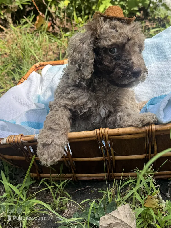 2 faced F1bb  – Goldendoodle puppy for sale in Gastonia, NC