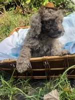 2 faced F1bb , a male Goldendoodle for sale in Gastonia, NC – 1 of 3