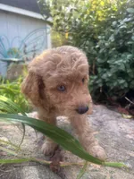 One blue eyed boy! (Rare), a male Miniature Goldendoodle for sale in Gastonia, NC – 2 of 10