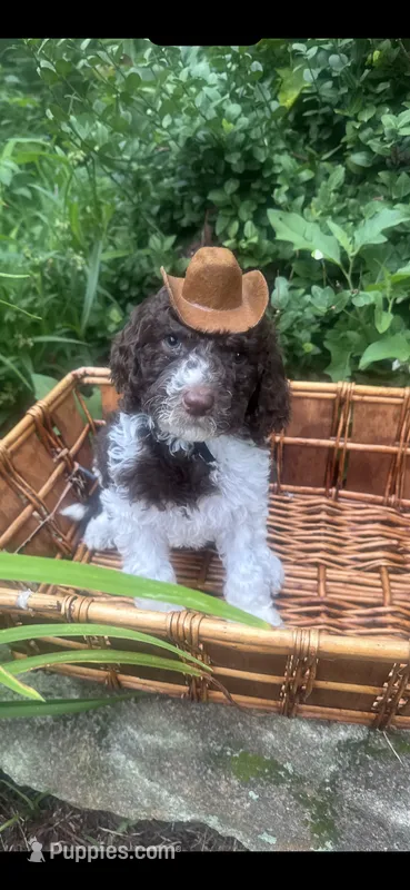 King – Labradoodle, Poodle - Standard  puppy for sale in Gastonia, NC