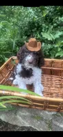 King, a male Labradoodle and Poodle - Standard  for sale in Gastonia, NC – 1 of 10