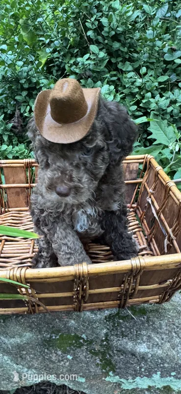 Mr.twix – Labradoodle, Poodle - Standard  puppy for sale in Gastonia, NC
