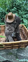 Mr.twix, a male Labradoodle and Poodle - Standard  for sale in Gastonia, NC – 1 of 10
