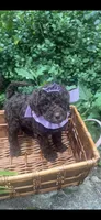 Kisses, a female Labradoodle and Poodle - Standard  for sale in Gastonia, NC – 4 of 8