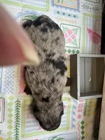 Blues clues, a male Miniature Aussiedoodle and Miniature Goldendoodle for sale in Gastonia, NC – 4 of 6