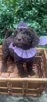 Kisses, a female Labradoodle and Poodle - Standard  for sale in Gastonia, NC – 7 of 8