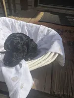 Diamond , a female Miniature Goldendoodle for sale in Gastonia, NC – Photo 2 of 7