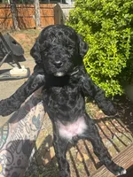 Diamond , a female Miniature Goldendoodle for sale in Gastonia, NC – Photo 4 of 7