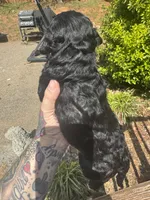 Diamond , a female Miniature Goldendoodle for sale in Gastonia, NC – Photo 7 of 7