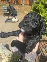 Diamond , a female Miniature Goldendoodle for sale in Gastonia, NC – Photo 5 of 7