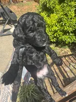 Diamond , a female Miniature Goldendoodle for sale in Gastonia, NC – Photo 6 of 7