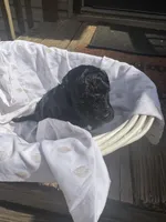 Diamond , a female Miniature Goldendoodle for sale in Gastonia, NC – Photo 3 of 7