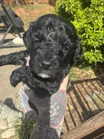 Diamond , a female Miniature Goldendoodle for sale in Gastonia, NC – Photo 1 of 7