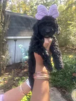 Pumpkin , a female Miniature Goldendoodle for sale in Gastonia, NC – 3 of 8