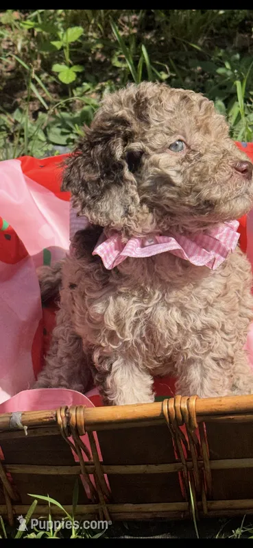 Delilah – Goldendoodle puppy for sale in Gastonia, NC