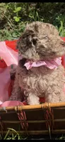 Delilah, a female Goldendoodle for sale in Gastonia, NC – 1 of 7