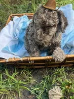 Lucky, a male Goldendoodle for sale in Gastonia, NC – 2 of 5