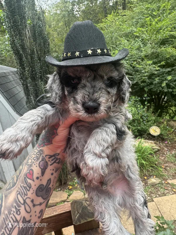 Blues clues – Miniature Goldendoodle puppy on hold in Gastonia, NC
