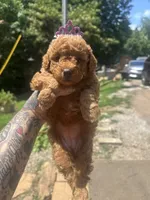 Ruby toy/ micro, a female Miniature Goldendoodle for sale in Gastonia, NC – 2 of 5