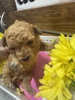 Riser toy/micro, a female Poodle - Toy  and Miniature Goldendoodle for sale in Gastonia, NC – 1 of 9