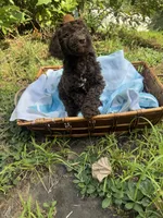 Hershey, a male Goldendoodle for sale in Gastonia, NC – 5 of 10