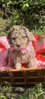 Delilah, a female Goldendoodle for sale in Gastonia, NC – 3 of 7