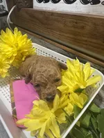 Riser toy/micro, a female Poodle - Toy  and Miniature Goldendoodle for sale in Gastonia, NC – 4 of 9